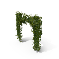 Ivy  Arch PNG & PSD Images