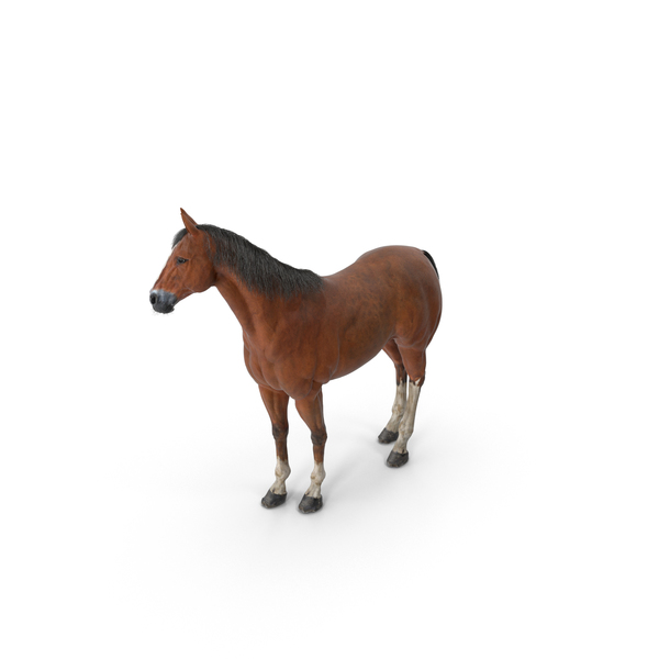 Horse PNG & PSD Images