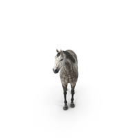 Horse PNG & PSD Images