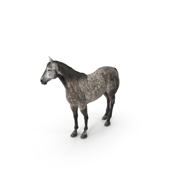 Horse PNG & PSD Images