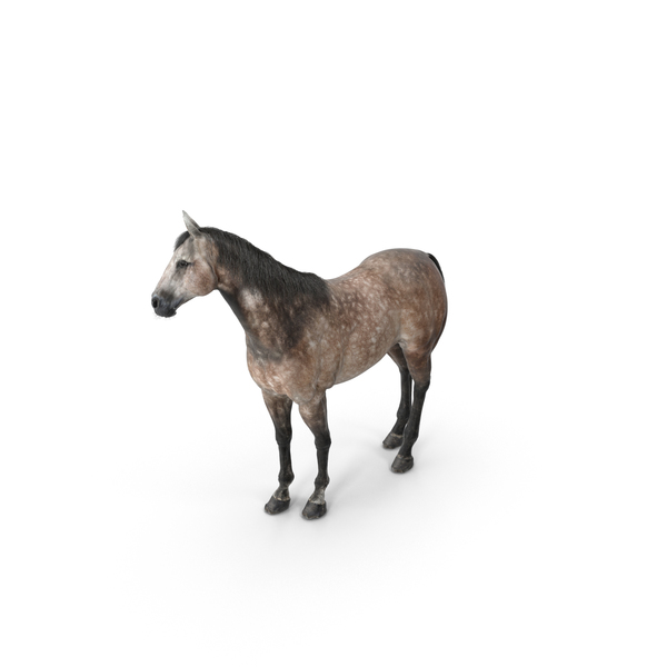 Horse PNG & PSD Images