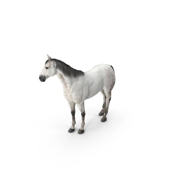 Horse PNG & PSD Images