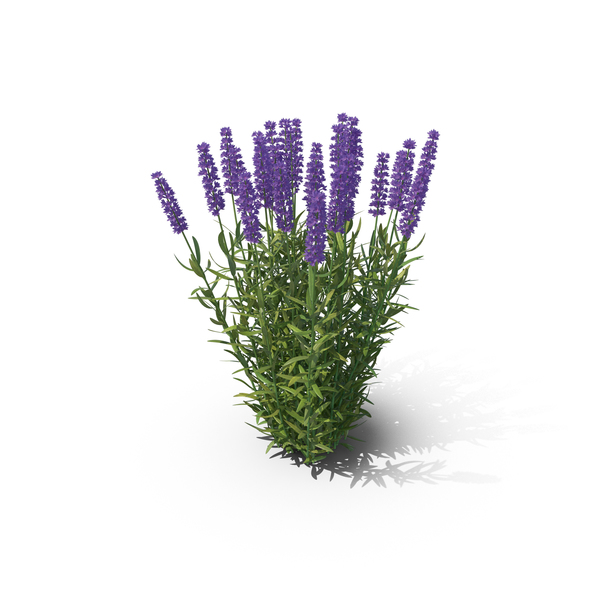 Lavandula PNG & PSD Images