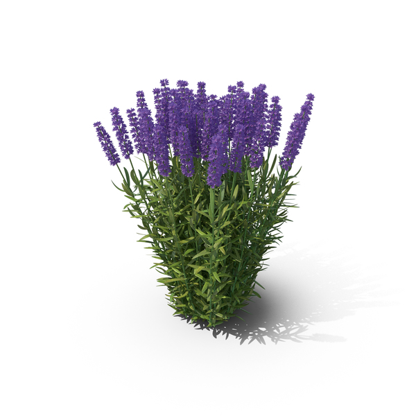 Lavandula PNG & PSD Images
