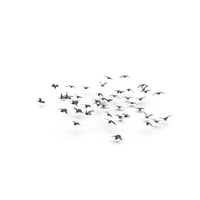 Flocking Birds PNG & PSD Images