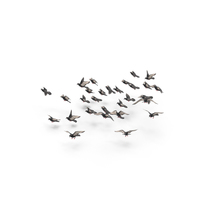 Flocking Birds PNG & PSD Images