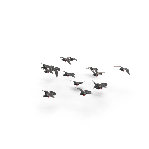 Flocking Birds PNG & PSD Images