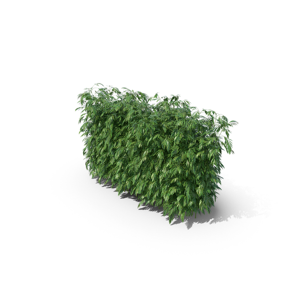 Bamboo PNG & PSD Images