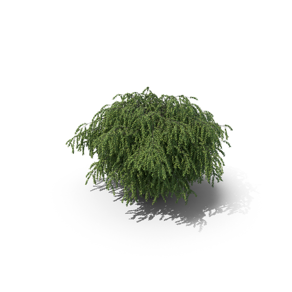 Spirea (Spiraea) No Flowers PNG & PSD Images