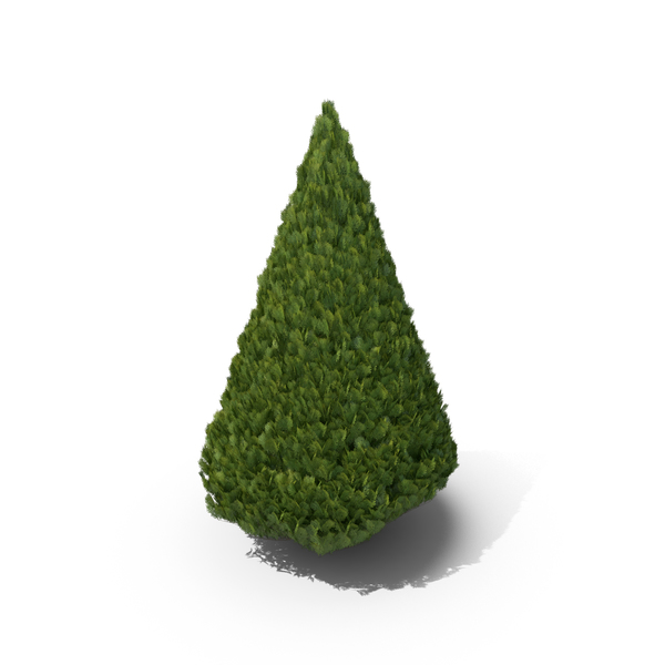 Cypress Tree PNG & PSD Images
