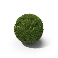 Cupressus Round PNG & PSD Images