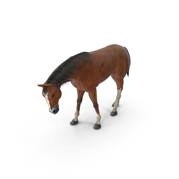 Horse Grazing PNG & PSD Images