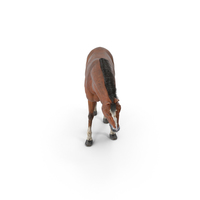 Horse Grazing PNG & PSD Images