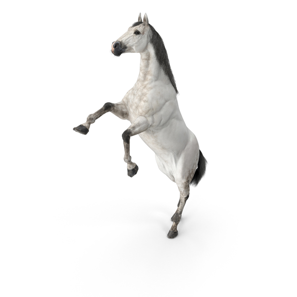 Horse Rearing PNG & PSD Images