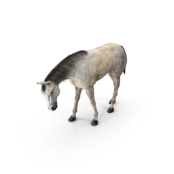 Horse Grazing PNG & PSD Images