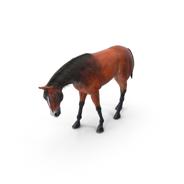 Horse Grazing PNG & PSD Images