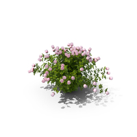 Pink Rose Bush PNG & PSD Images
