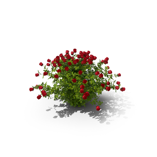 Rose Bush PNG & PSD Images