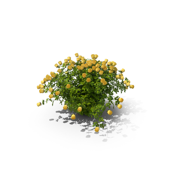 黄色玫瑰灌木PNG和PSD图像