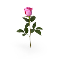 Pink Rose PNG & PSD Images