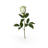 White Rose PNG & PSD Images