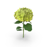 Hydrangea PNG & PSD Images