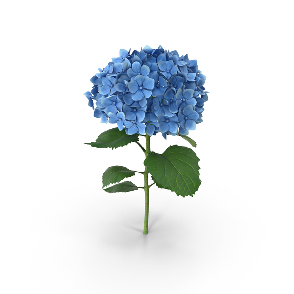 Blue Hydrangea PNG & PSD Images