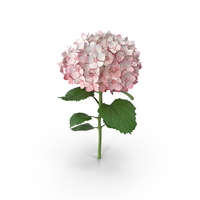 粉红色绣球花PNG和PSD图像