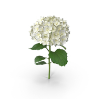 Hydrangea PNG & PSD Images