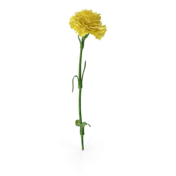 Carnation PNG & PSD Images