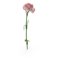 Carnation PNG & PSD Images