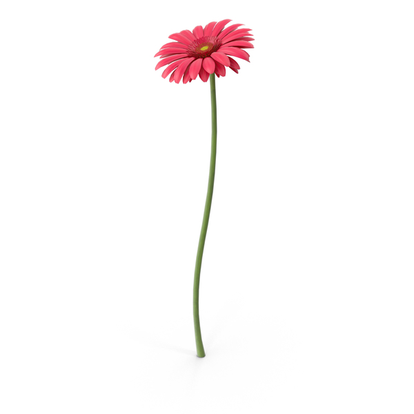 Pink Gerbera PNG & PSD Images