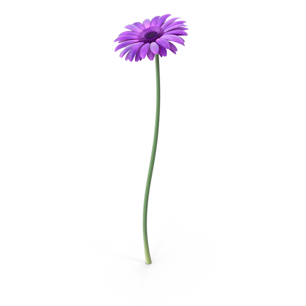 Gerbera  Purple PNG & PSD Images