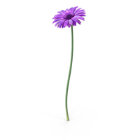 Gerbera  Purple PNG & PSD Images