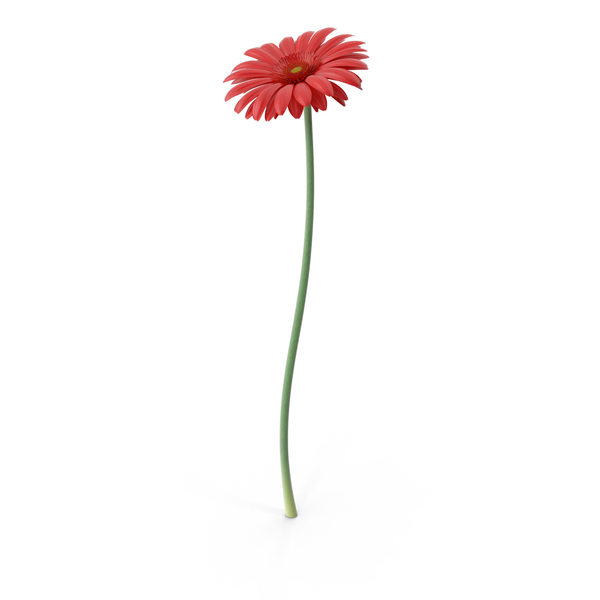 Gerbera  Red PNG & PSD Images