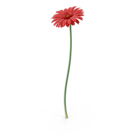 Gerbera  Red PNG & PSD Images