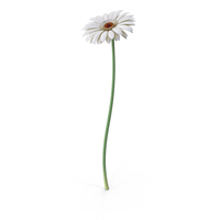 Gerbera White PNG & PSD Images
