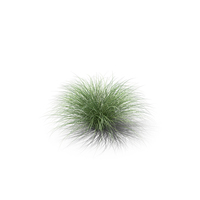 Sedge Grass PNG & PSD Images