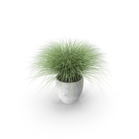 Potted Sedge PNG & PSD Images