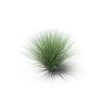 Carex PNG Images & PSDs for Download | PixelSquid