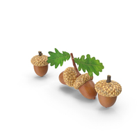 Acorns PNG & PSD Images