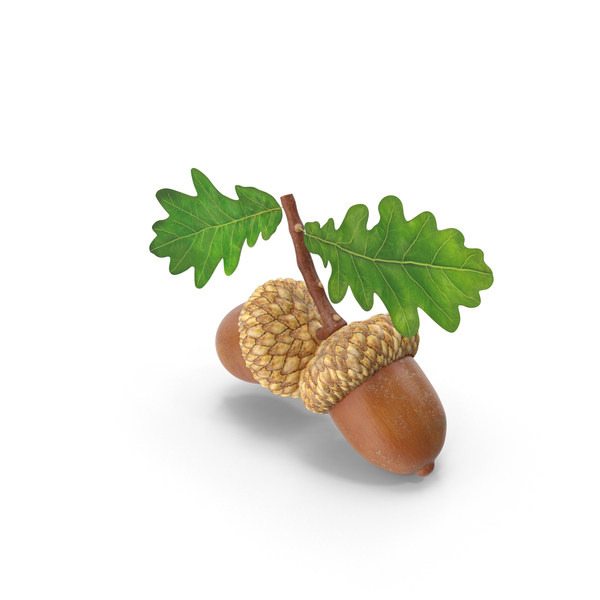 Acorns PNG & PSD Images
