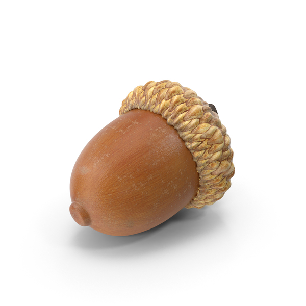 Acorn PNG & PSD Images