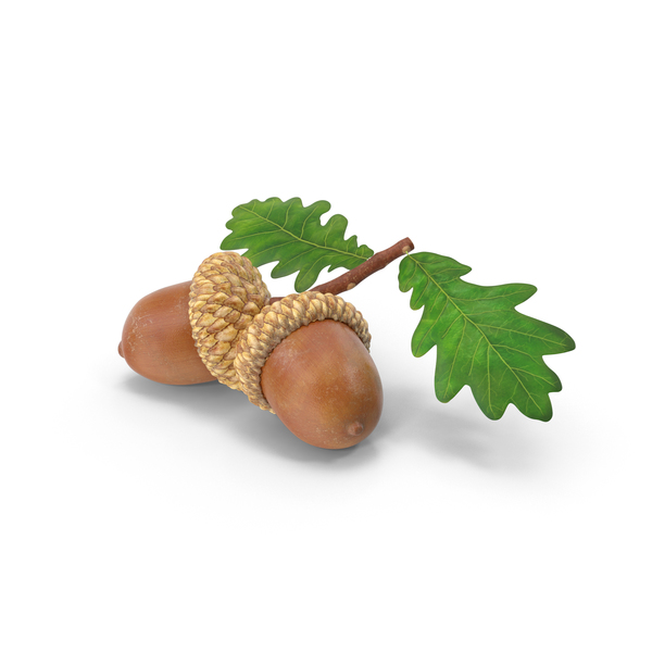 Acorns PNG & PSD Images
