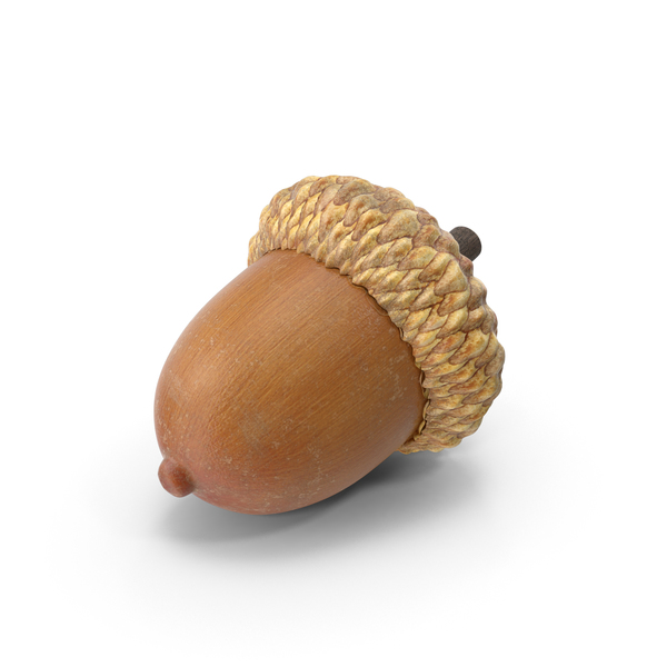 Acorn PNG & PSD Images