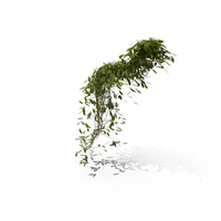 Hanging Ivy PNG & PSD Images