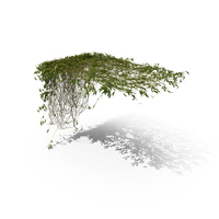 Hanging Ivy PNG & PSD Images