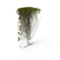 Hanging Ivy PNG & PSD Images