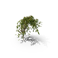 Ivy PNG & PSD Images