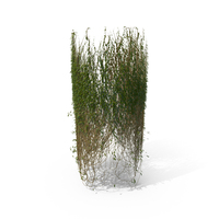 Ivy Cylinder Shaped PNG & PSD Images